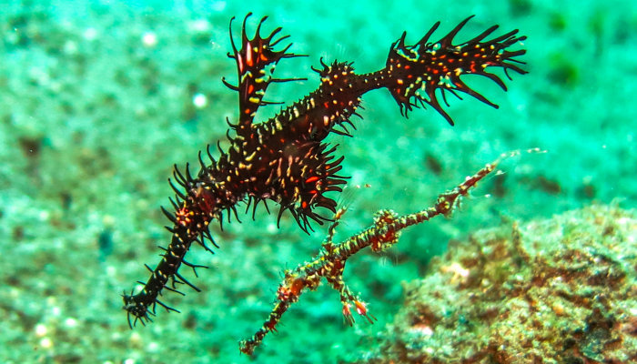 Ornate Ghost Pipefish - Male and Juvenile